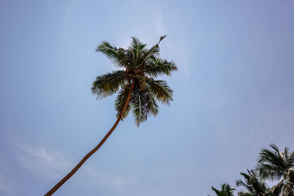 Blue Parrot Beach Villa Ambalangoda  Buitenkant foto